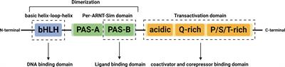 Activation of the aryl hydrocarbon receptor in inflammatory bowel disease: insights from gut microbiota